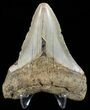 Bargain, Megalodon Tooth - North Carolina #65694-2